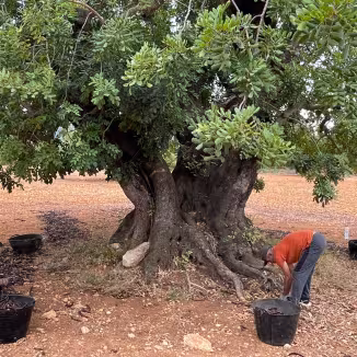 Carob tree and pod collectors in Valencia, Spain