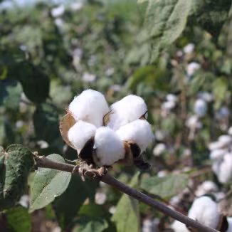 Detailed view of a cotton plant with bolls in an outdoor field setting.