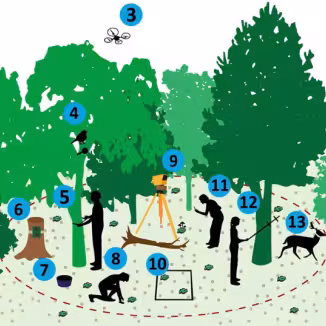 illustration showing methods for forest monitoring