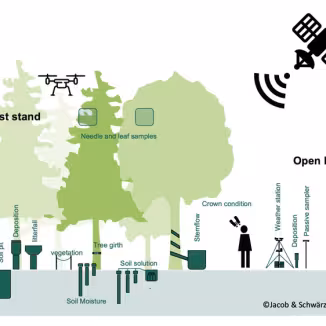 illustration showing forest monitoring tools