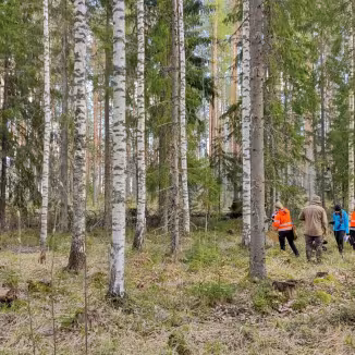 Three individuals walking along a path in a forest filled with tall birch trees