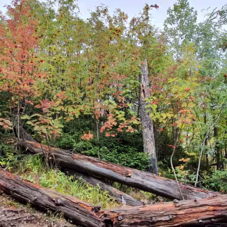 Old-growth forest in Slovakia
