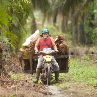A worker wearing a helmet and boots rides a yellow motorcycle fitted with side wooden carts loaded with harvested palm oil fruit bunches along a path through a dense palm oil plantation.
