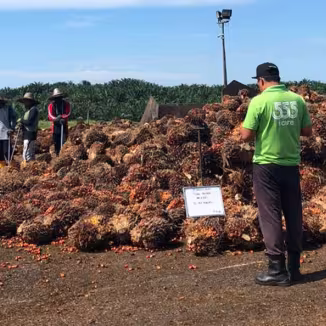 A group of plantation workers stands in a line behind a massive pile of harvested palm oil fruit bunches on an outdoor collection ground, while a supervisor in a green shirt stands in the foreground looking toward them.