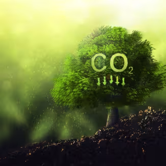 A green tree with a "CO2" symbol and downward arrows in its leaves, representing carbon sequestration.