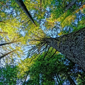 Upward view of a European forest