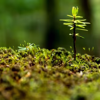 Photo shows tree seedling.