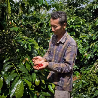 A coffee farmer stands amid lush, green coffee plants, gently cupping a handful of bright red, ripe coffee cherries in his hands.