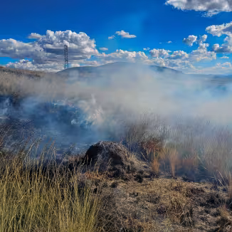   Natural grass forest fire on a sunny day