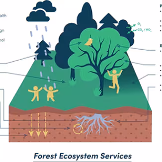 graph shows the various elements that form forest ecosystem services