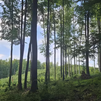 trees in a mixed stand forest
