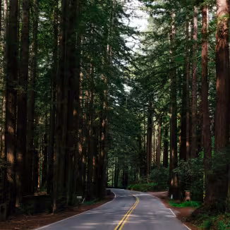 forest road