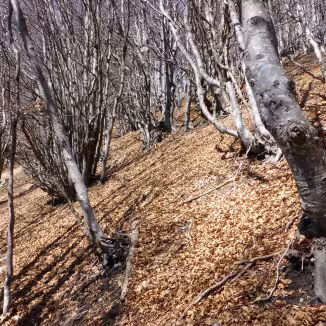 Steep beech forest in Switzerland