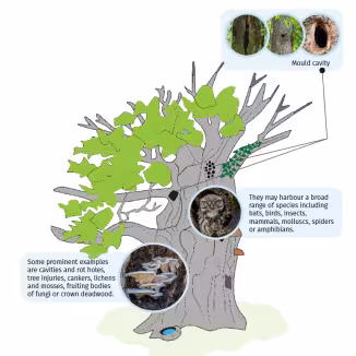 This graph  illustrates a habitat tree.