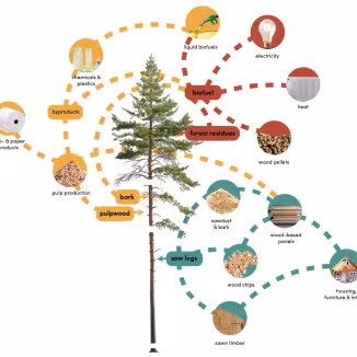 examples of harvested wood products