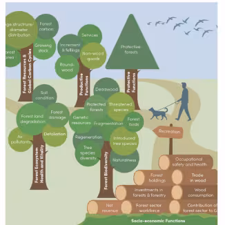 graph shows indicators for sustainable forest management