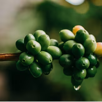 Coffee cherries in Lao PDR