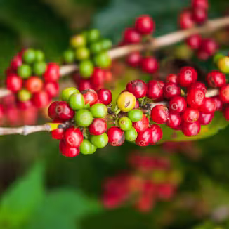 Red coffee cherries in Lao PDR