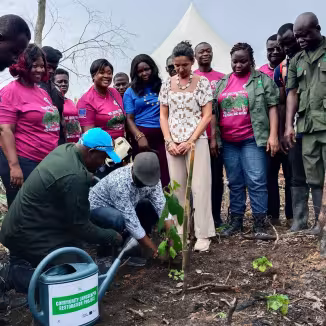 Ghana local farmers planting seedlings.