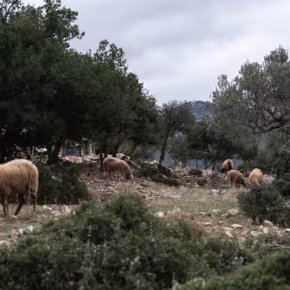 Sheep grazing in Mediterranean landscape
