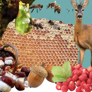 a collage of non-wood forest products