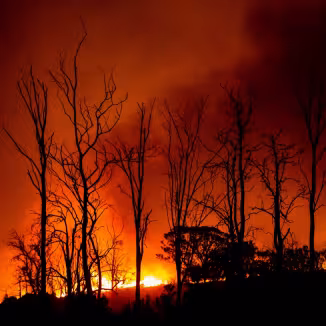 a wildfire burning trees