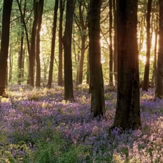 Forest at sunset
