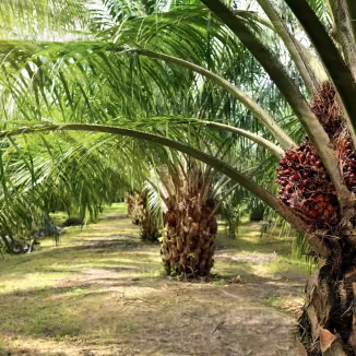Palm oil trees