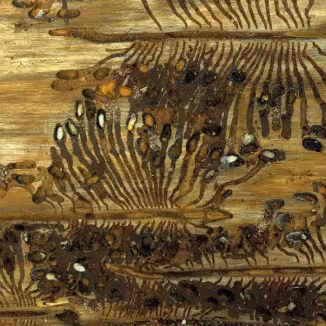 Galleries of the spruce bark beetle Ips typographus with larvae