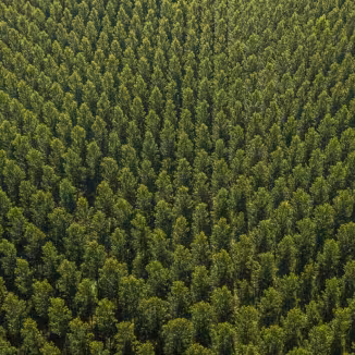 Aerial view of the forest in Gironde, Plantation, France