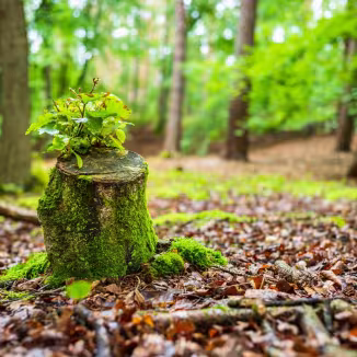 Tree stump with young shoots