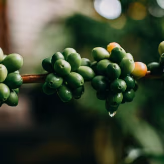 Coffee cherries