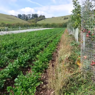 Rows of green leafy crops grow in a field next to an apple tree protected by a wire mesh cage, with rolling green hills in the distant background.
