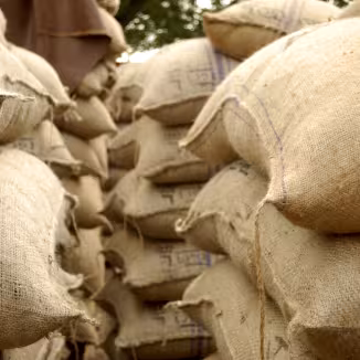  Jute bags full of cocoa beans