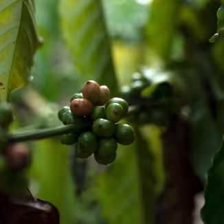 Coffee cherries in northern Asia