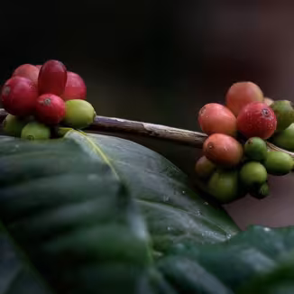 Red coffee cherries in Tanzania