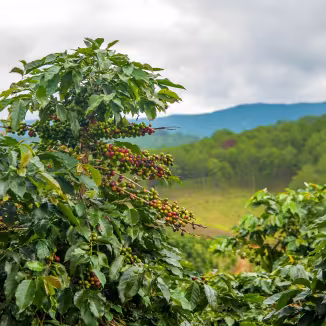 Coffee plantation in the highlands in Vietnam