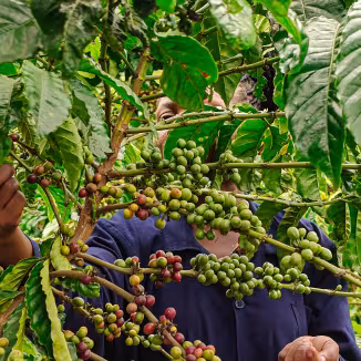 A woman is harvesting ripe coffee cherries