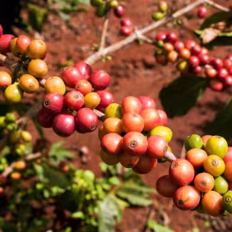 Red coffee cherries in Kenya