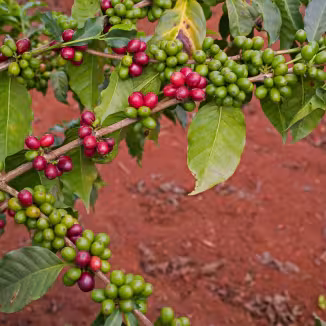 Coffee cherries in Kenya