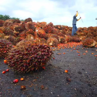 Palm oil harvest