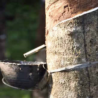 Rubber in Sri Lanka