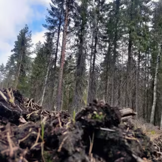 peatland forest soils