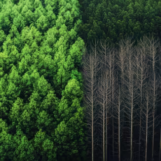 Forest Restoration