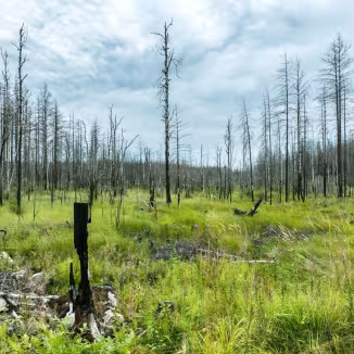 Landscape in H&auml;lleskogsbr&auml;nnan where nature is slowly recovering from a forest fire