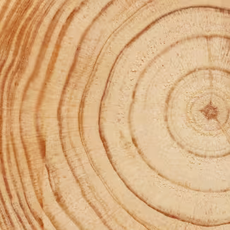 section of the trunk with annual rings