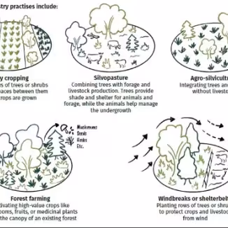 different options for agroforestry practises