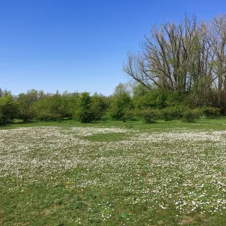 A floodplain with common daisies in bloom in the Gendtse Waard (Gelderse Poort)