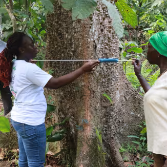 Measuring tree diameter in Ivory Coast