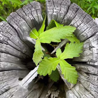 Oak seedling growing from old oak stump